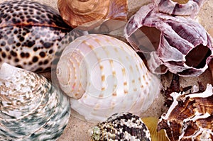 Sea shells on a fine yellow sand background