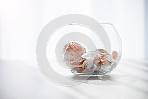 Sea shells in the glass jar on the white background with sun light. Summer, holidays, vacation memories concept