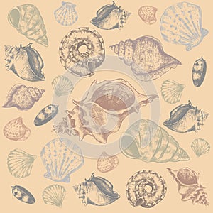 Sea shells. Hand drawn marine elements. Sketch style aquarium habitats, ocean mollusk collection, tropical fauna