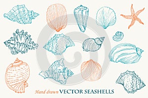 Sea shells hand drawn vector set