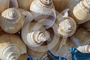Sea shells handmade ornament handmade. Ayvalik was taken on the island of Cunda
