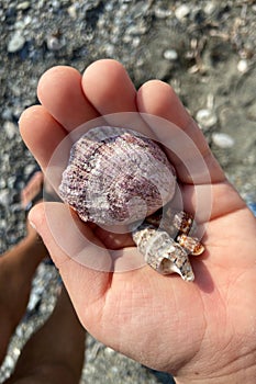 Sea shells in the hands of a child on the seashore.