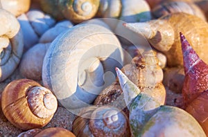 Sea shells heap background