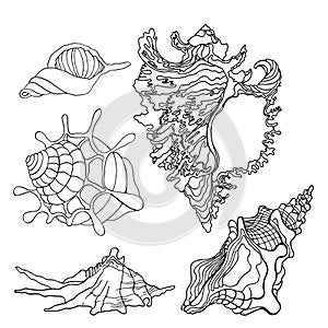 Sea shells icon