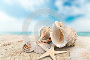 Sea shells on sandy beach background photo