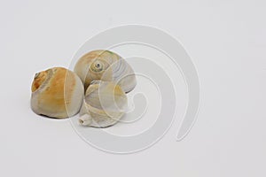 Sea shells isolated on white background