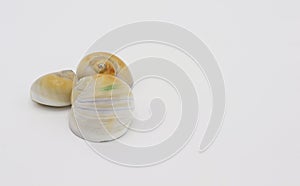 Sea shells isolated on white background