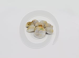 Sea shells isolated on white background