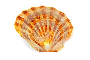 Sea shells isolated on a White background.Nature