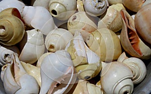 Sea shells of a large predatory sea snail,