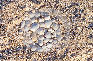 Sea shells lined around on the sand