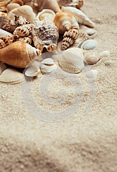 Sea shells of many types and sizes lie in the sand. Place for text