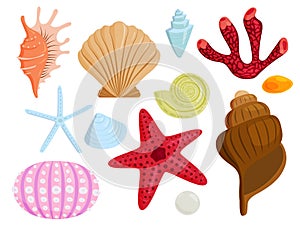 Sea shells marine cartoon clam-shell and ocean starfish coralline vector illustration