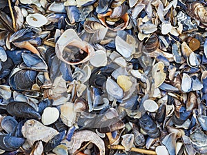 Sea shells and mussels background