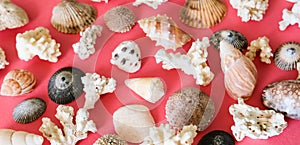 Sea shells, mussels and corals pattern.