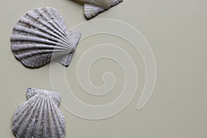 Sea shells on the neutral background. Space for text.