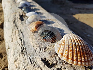 Sea shells on the old washed timber wood