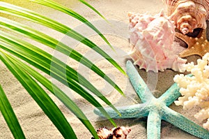 Sea shells and palm with sand as background. Seashells