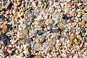 Sea shells and pebbles on the beach