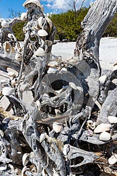 Sea Shells Placed on The Roots of a Ghost Tree on Lovers Key Beach