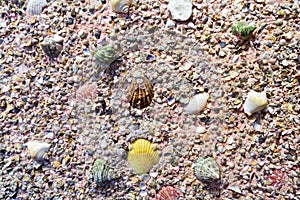 Sea shells on the plaster wall