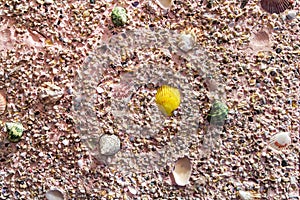 Sea shells on the plaster wall