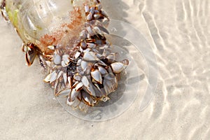 Sea shells with plastic bottle
