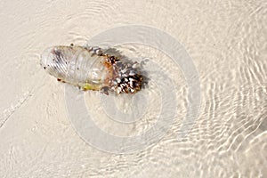 Sea shells with plastic bottle on the beach