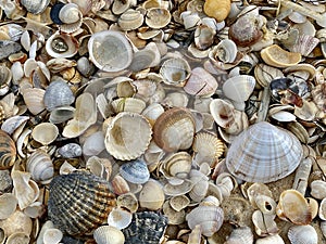 Sea shells in Praia do Barril beach in the Ria Formosa natural park in Luz de Tavira photo