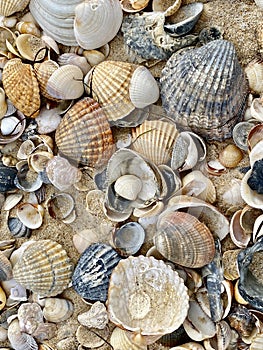 Sea shells in Praia do Barril beach in the Ria Formosa natural park in Luz de Tavira photo