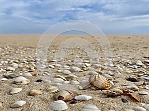 Sea shells in Praia do Barril beach in the Ria Formosa natural park in Luz de Tavira photo