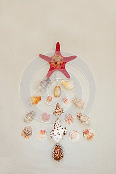 Sea shells and red star fish on sandy beach with copy space for text. Noel christmas concept.