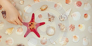 Sea shells and red star fish on sandy beach with copy space for text