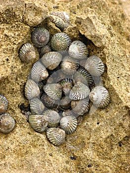 Sea shells on a rock.