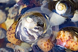 Sea shells in a rock pool closeup
