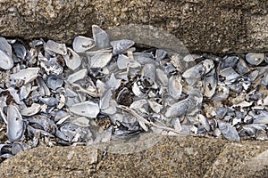Sea shells between rocks