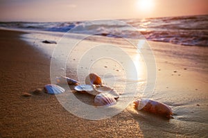 Sea shells on sand