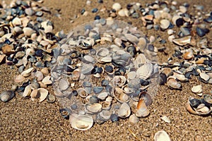 Sea shells on sand