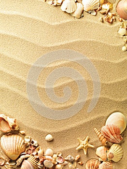 Sea shells with sand