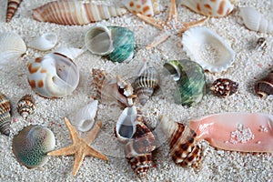 Sea Shells on Sand