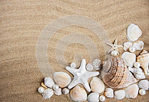 Sea shells with sand as background