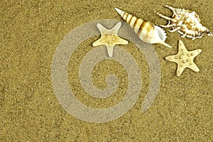 Sea shells with sand as background.