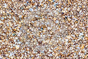 Sea shells on sand as background