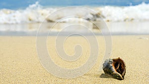 Sea shells with sand as background. Beach concept