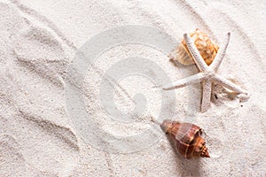 sea shells with sand as background and copyspace, summer concept