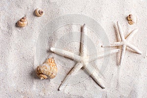 sea shells with sand as background copyspace, summer concept