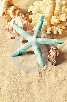Sea shells with sand as background. Seashells