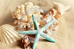 Sea shells with sand as background. Seashells