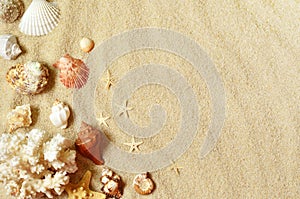 Sea shells with sand as background. Summer beach