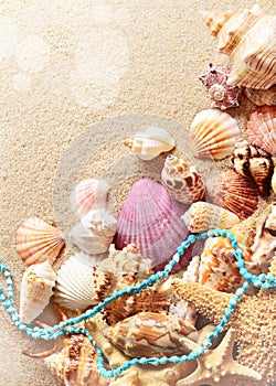 Sea shells with sand as background. Summer beach.